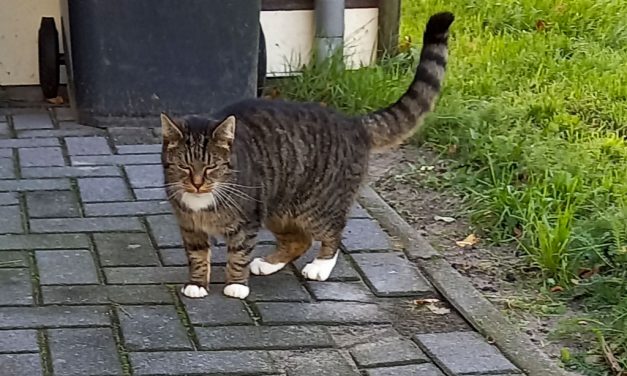 Deze poes loopt al weken rond bij de OBS/CNS, wie is de eigenaar?