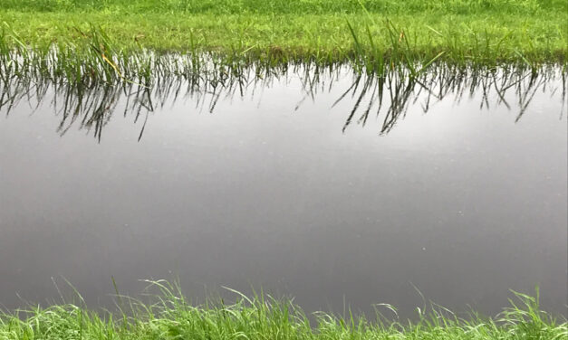 Regen lanceert grondwaterpeilen naar grote hoogte