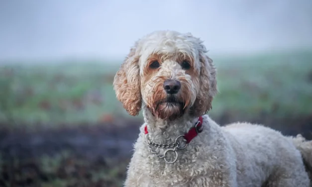 Labradoodle mini enorm populair