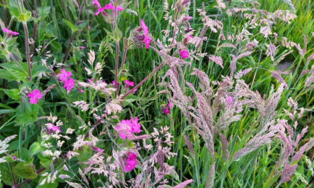 Week van de Biodiversiteit, gratis zakje inheems bloemenzaad bij de bieb