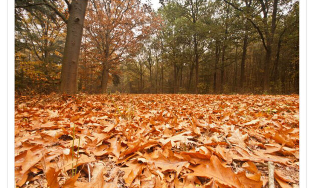 Leuke herfstvakantietips en gratis wandelroute van Ontdek Staphorst