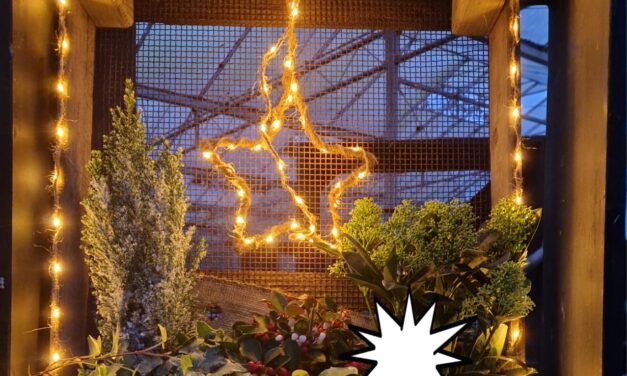 Anton’s Bloemkwekerij – Leuke verlichte raamwerkjes kerststukjes met amaryllis,kransen toefjes.