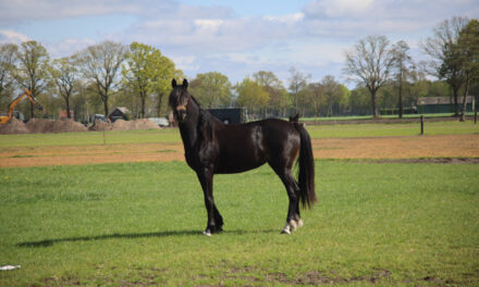 Trots paard poserend aan de Vlakkenweg