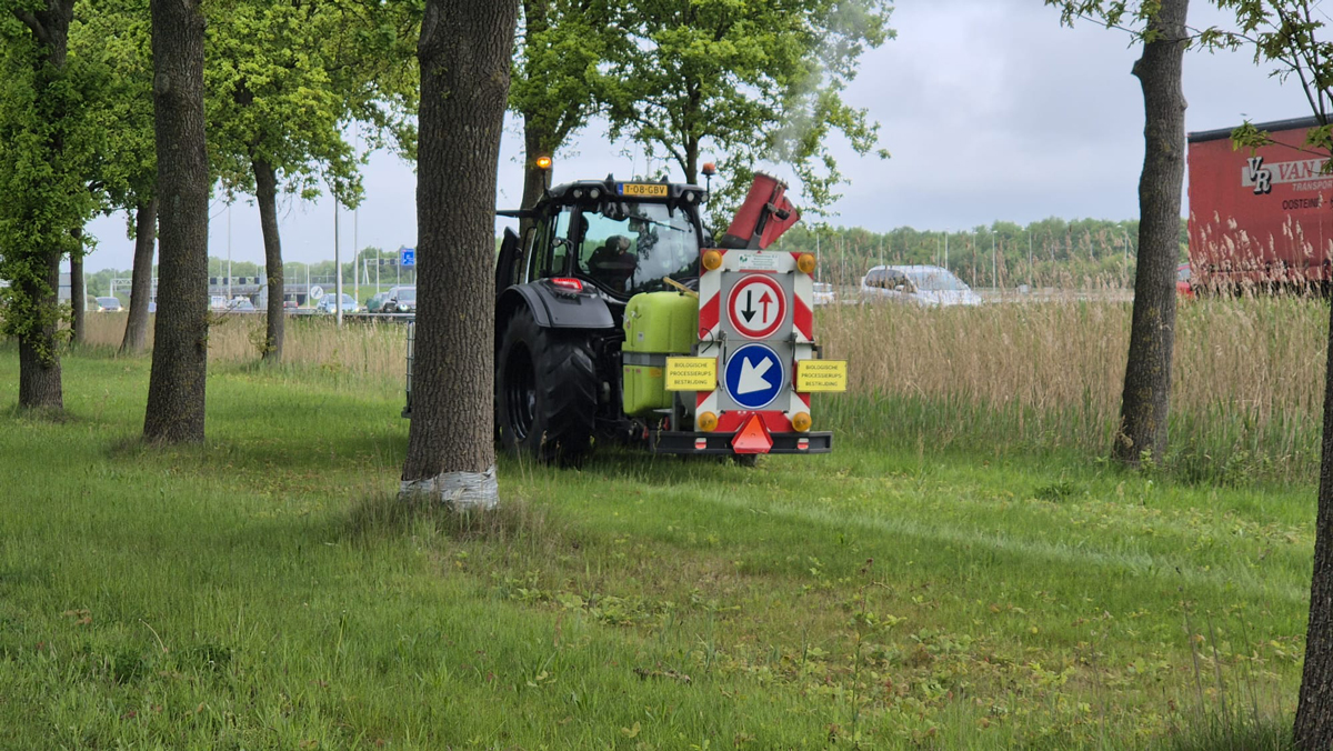 Biologische eikenprocessierupsbestrijding