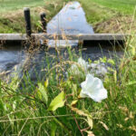 Lage grondwaterstanden, volle sloten