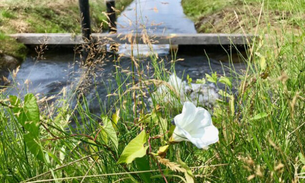 Lage grondwaterstanden, volle sloten