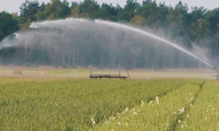 Droogteblog: Droogte houdt aan, maar verwachte regen geeft mogelijk wat verlichting