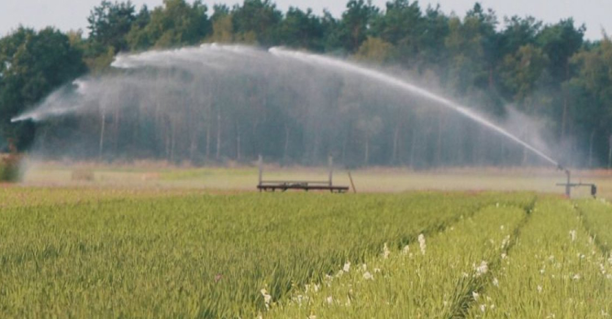 Droogteblog: Droogte houdt aan, maar verwachte regen geeft mogelijk wat verlichting