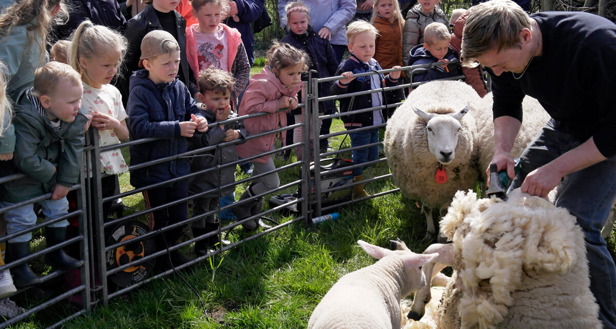 Woensdag 28 mei schapen scheren bij de Veldschuur