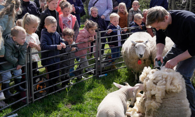 Woensdag 28 mei schapen scheren bij de Veldschuur
