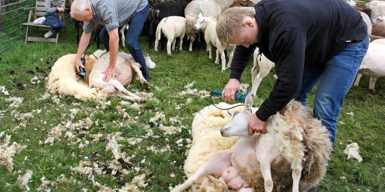 Herkansing schapen scheren bij de Veldschuur op zaterdag 31 mei (10.00 – 12.00 uur)
