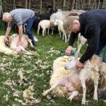 Herkansing schapen scheren bij de Veldschuur op zaterdag 31 mei (10.00 – 12.00 uur)