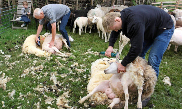 Herkansing schapen scheren bij de Veldschuur op zaterdag 31 mei (10.00 – 12.00 uur)