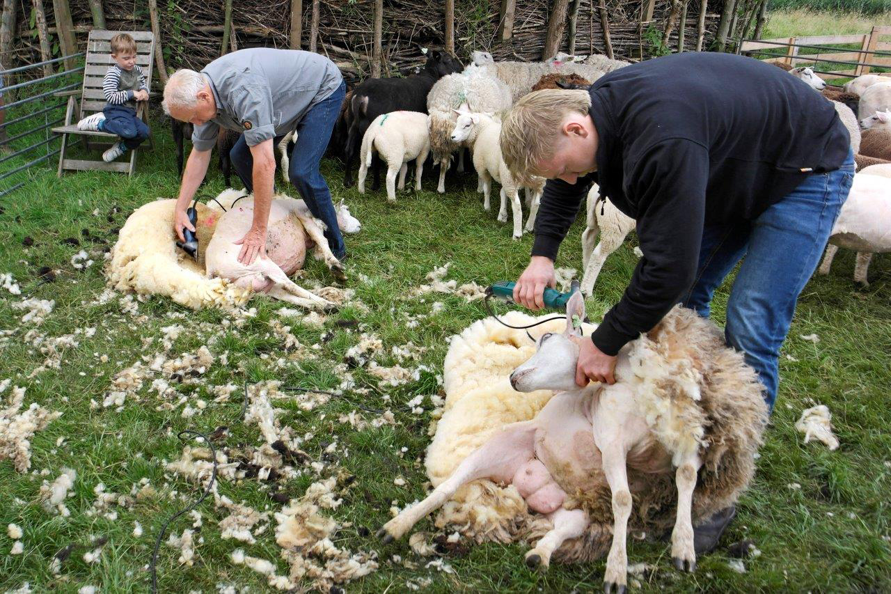 Herkansing schapen scheren bij de Veldschuur op zaterdag 31 mei (10.00 – 12.00 uur)