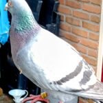 Van wie is deze duif…
