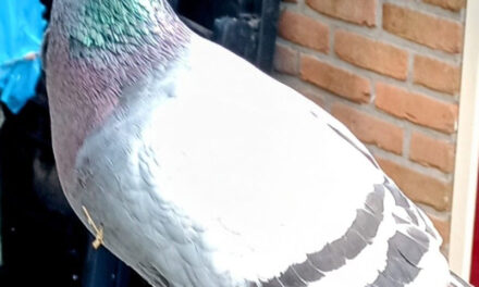Van wie is deze duif…