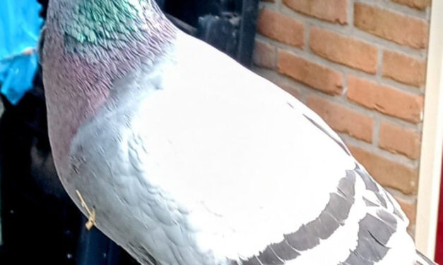 Van wie is deze duif…
