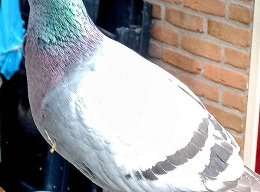 Van wie is deze duif…
