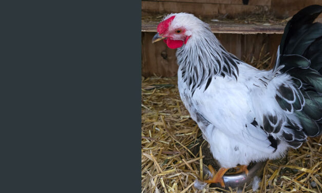 Van wie is deze kip?