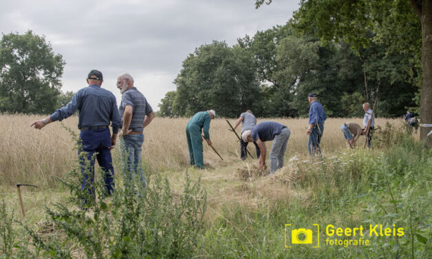 Toen de rogge nog met de hand werd gemaaid…