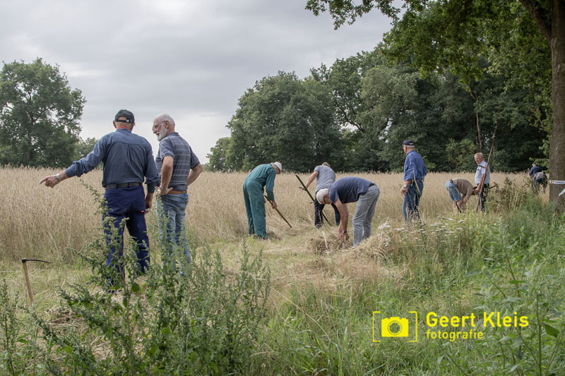 Toen de rogge nog met de hand werd gemaaid…
