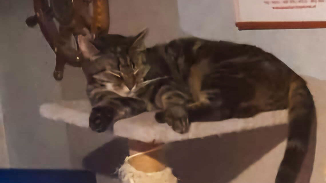 Kater vermist vanaf Schoonstersland