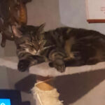Kater vermist vanaf Schoonstersland