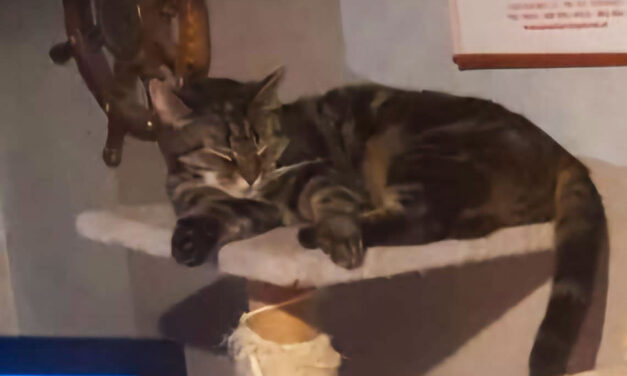 Kater vermist vanaf Schoonstersland