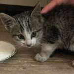 Mist iemand deze kitten?