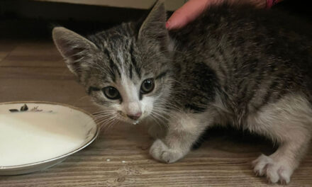 Mist iemand deze kitten?