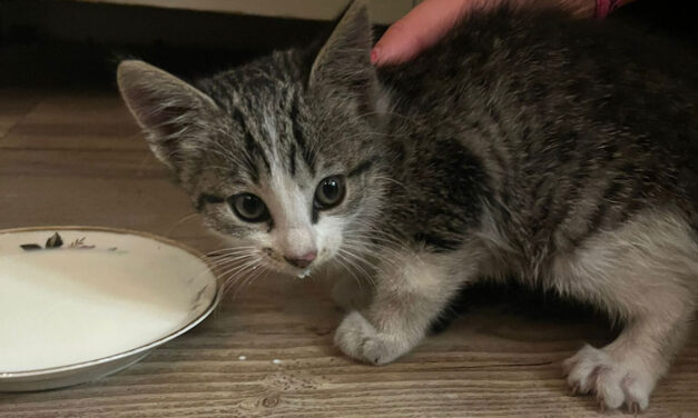 Mist iemand deze kitten?