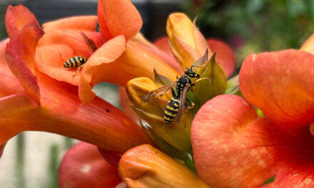 Limonadewesp weer op 1 in Nationale Wespentelling