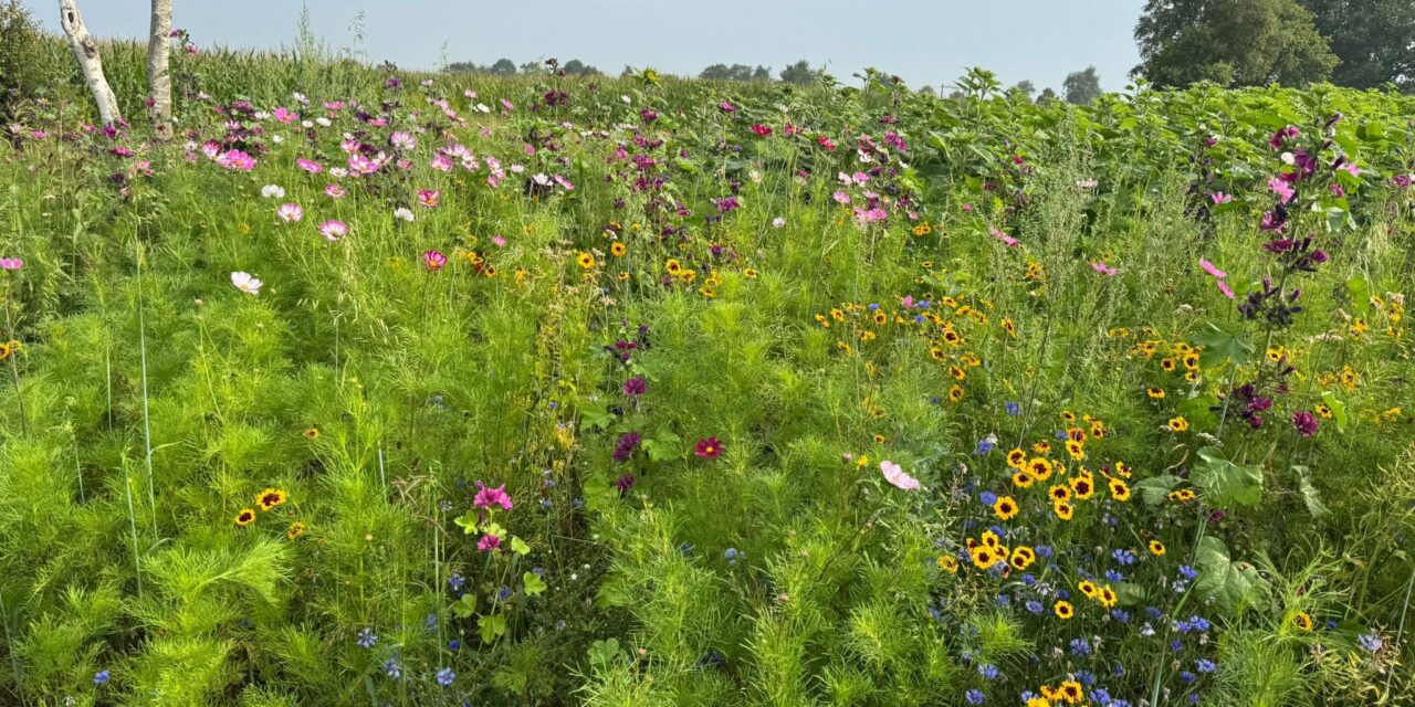 Gratis bloemen plukken voor het goede doel, waaronder zonnebloemen!