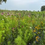 Gratis bloemen plukken voor het goede doel, waaronder zonnebloemen!