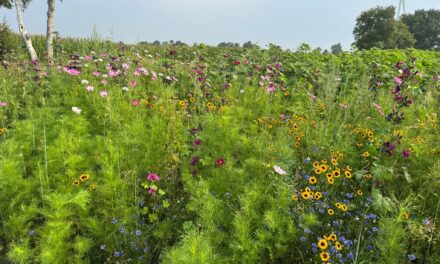 Gratis bloemen plukken voor het goede doel, waaronder zonnebloemen!