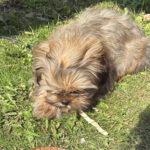 Van wie is dit hondje?