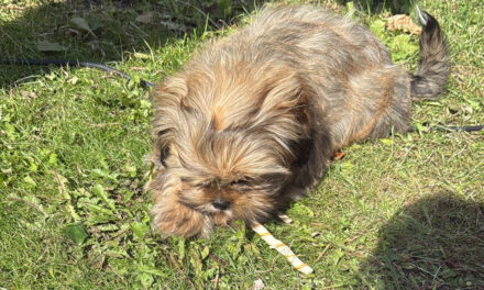 Van wie is dit hondje?