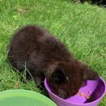 Mist iemand deze kitten?