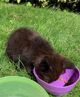 Mist iemand deze kitten?