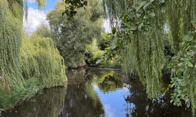 Tropisch Staphorst