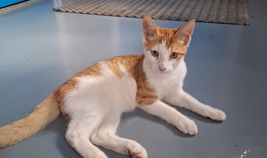Wie mist deze kat?