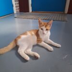 Wie mist deze kat?