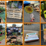 Oogstdag bij Farmshop Huisman
