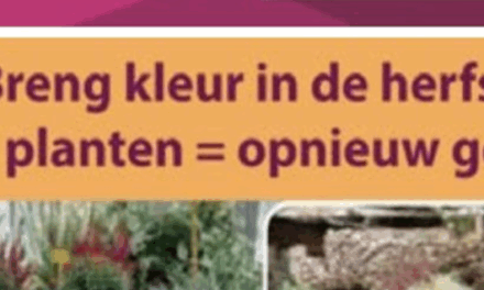 Breng kleur in de herfst – Anton’s Bloemkwekerij