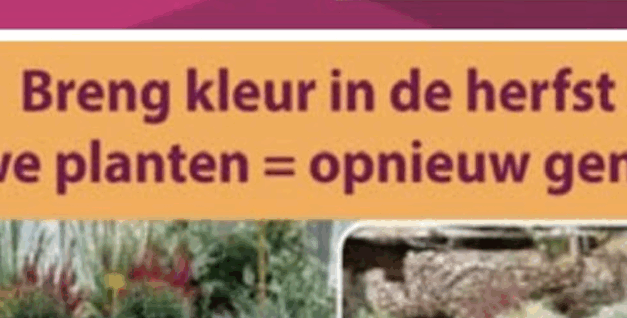 Breng kleur in de herfst – Anton’s Bloemkwekerij