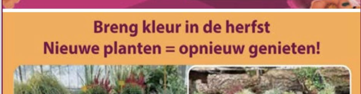 Breng kleur in de herfst – Anton’s Bloemkwekerij