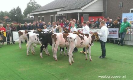 Jongveekeuring in Rouveen gaat door – met tent over de ring!