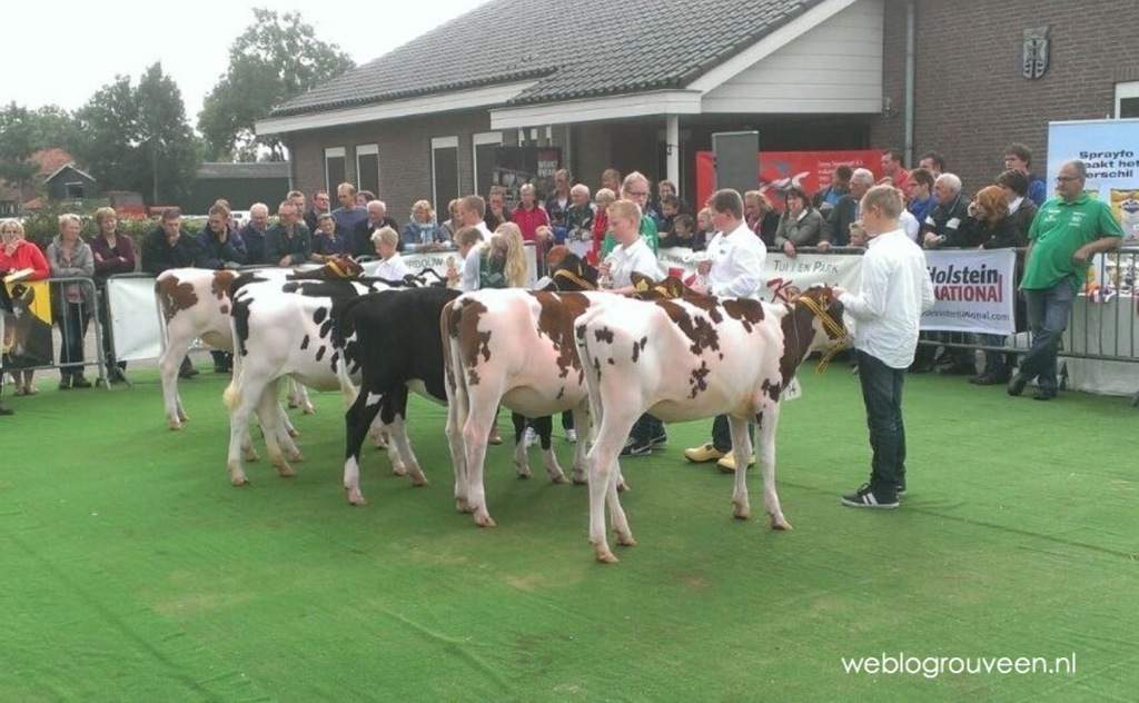 Jongveekeuring in Rouveen gaat door – met tent over de ring!