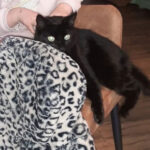 Wie heeft onze lieve kat Pip gezien?