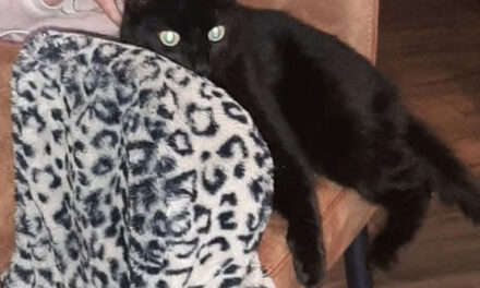 Wie heeft onze lieve kat Pip gezien?